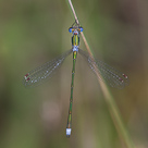 Lestes virens